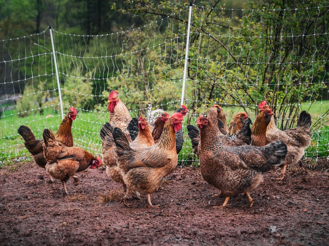 Chickens in a sunny coop