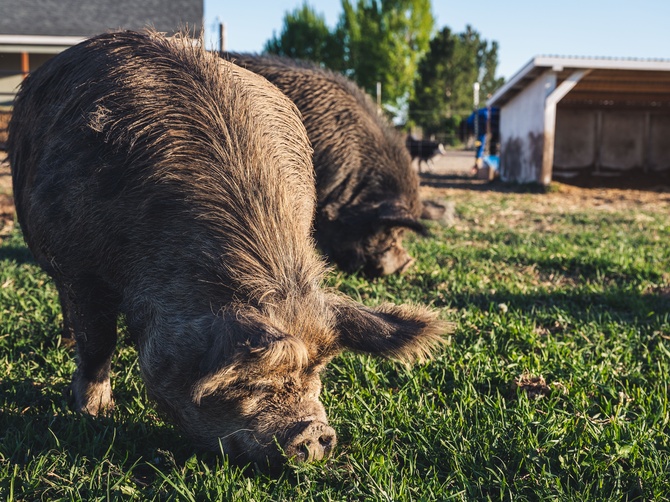 Pigs on a small farm