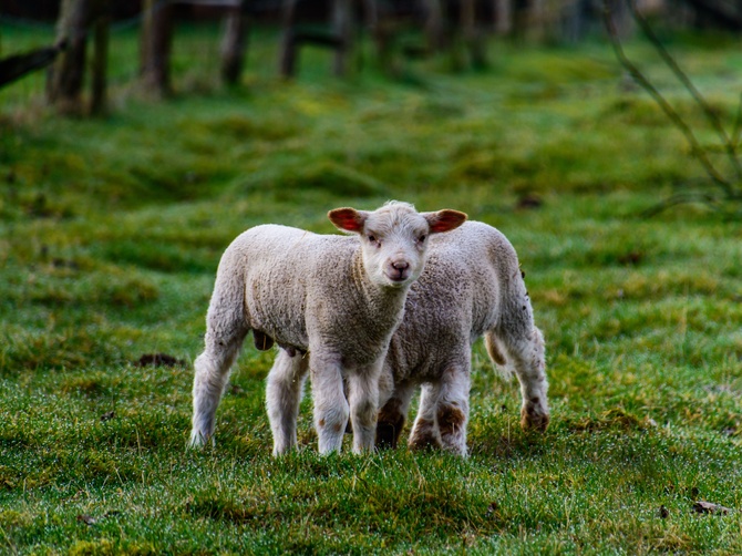 A lamb in a green pasture